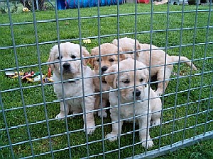 chiots de Trewater Labaloo.jpg